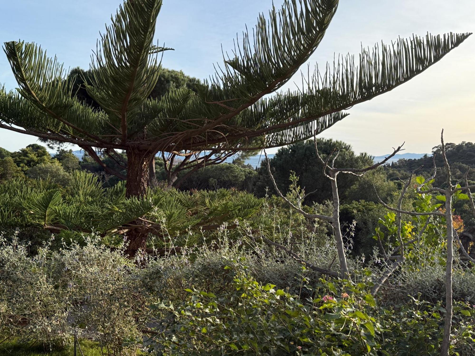 Villa Carpe Diem Le Lavandou Eksteriør bilde